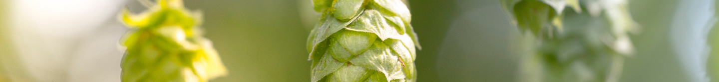 A close up image of hops on the plant.