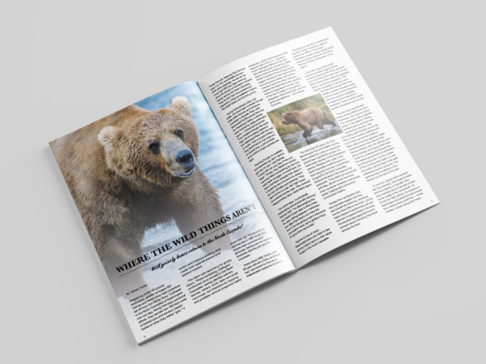 An article spread about bears with two images of brown bears. done by Stephanie Reid Designs